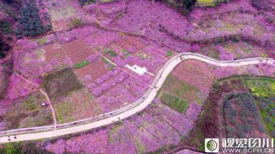 遂宁罗家桥村1500亩桃花进入盛花期