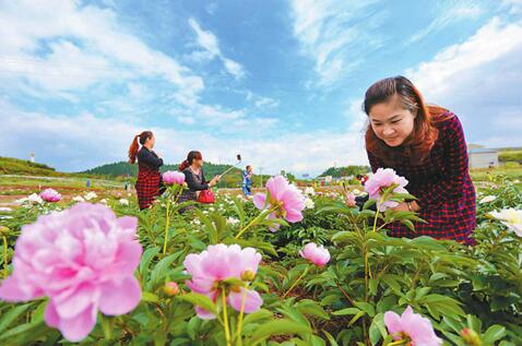 遂宁聚贤镇千亩鲜花竞相绽放