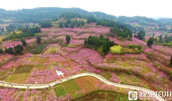 遂宁罗家桥村1500亩桃花进入盛花期2