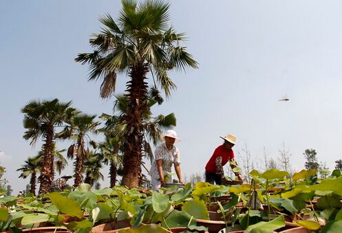 上百种荷花 亮相圣莲岛