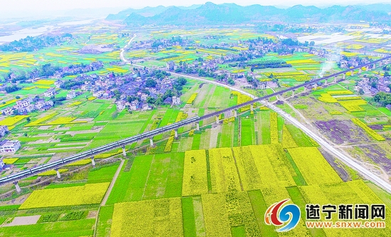 油菜花海美如画