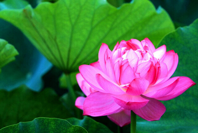 映日荷花别样红