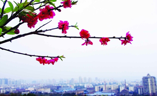 桃花山桃花开放