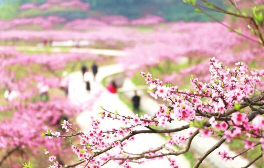 罗家桥千亩桃花醉游人