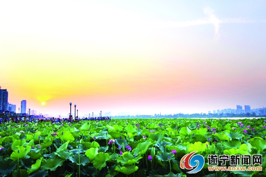 遂宁的花竞相开放