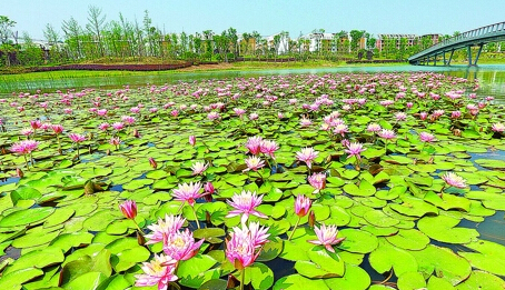 荷花博览园睡莲怒放